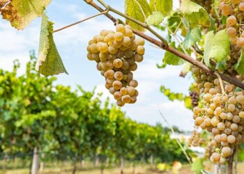 الأحوال الجوية تتسبب بخسائر فادحة في إنتاج العنب والزيتون بالبرتغال