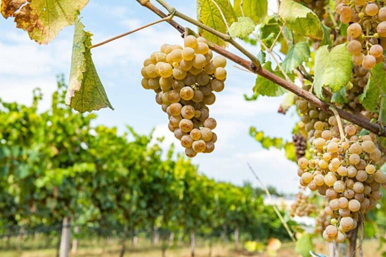 الأحوال الجوية تتسبب بخسائر فادحة في إنتاج العنب والزيتون بالبرتغال