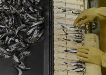 حالات تسمم إضافية محتملة بسبب تناول سردين معلب في فرنسا