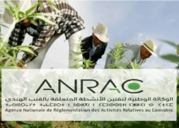 الاستعمالات المشروعة للقنب الهندي.. إصدار أزيد من 3000 ترخيص منذ مطلع 2024
