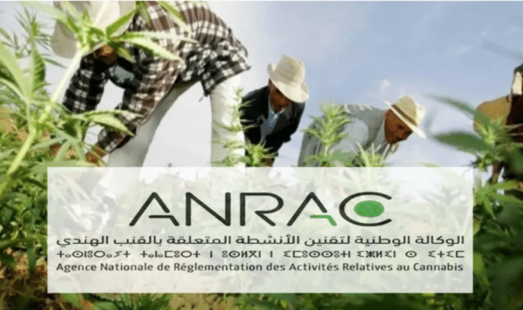 الاستعمالات المشروعة للقنب الهندي.. إصدار أزيد من 3000 ترخيص منذ مطلع 2024